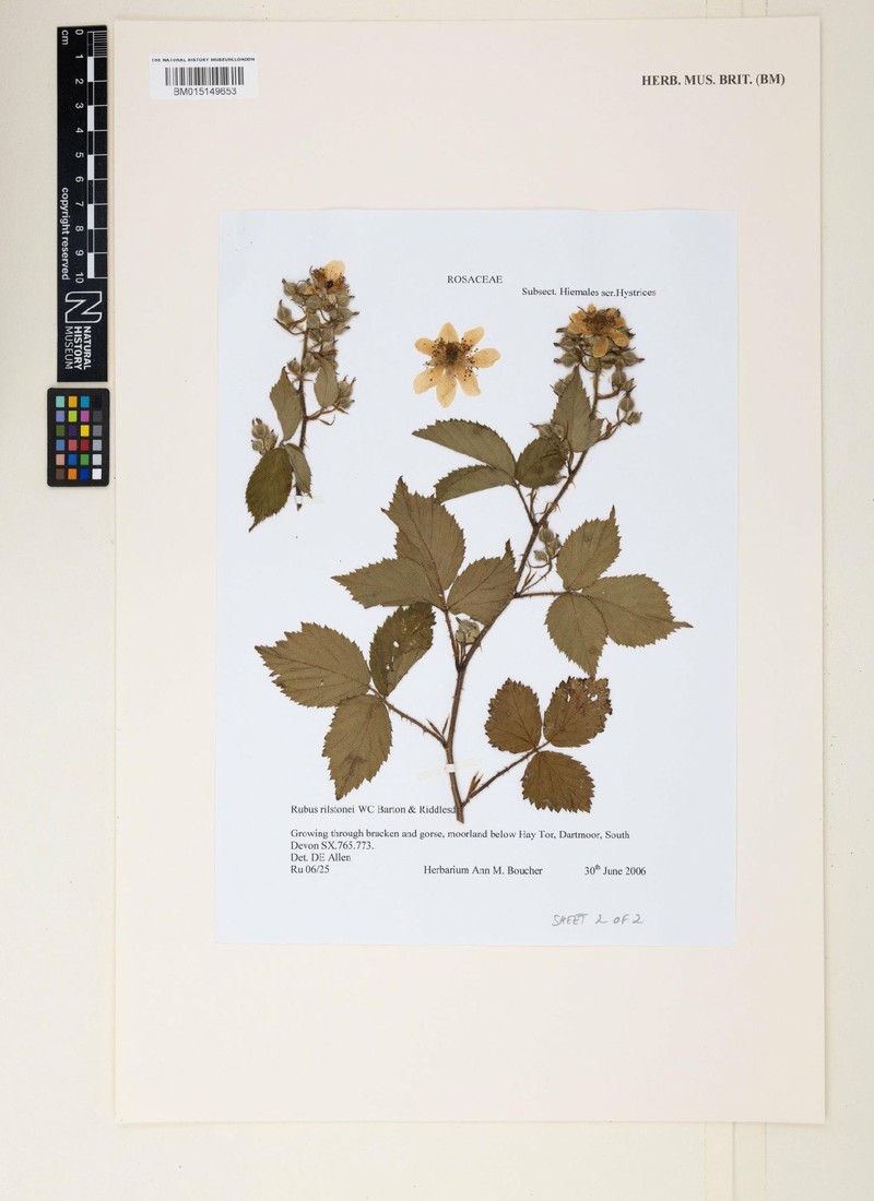 Rubus rilstonei photo 8