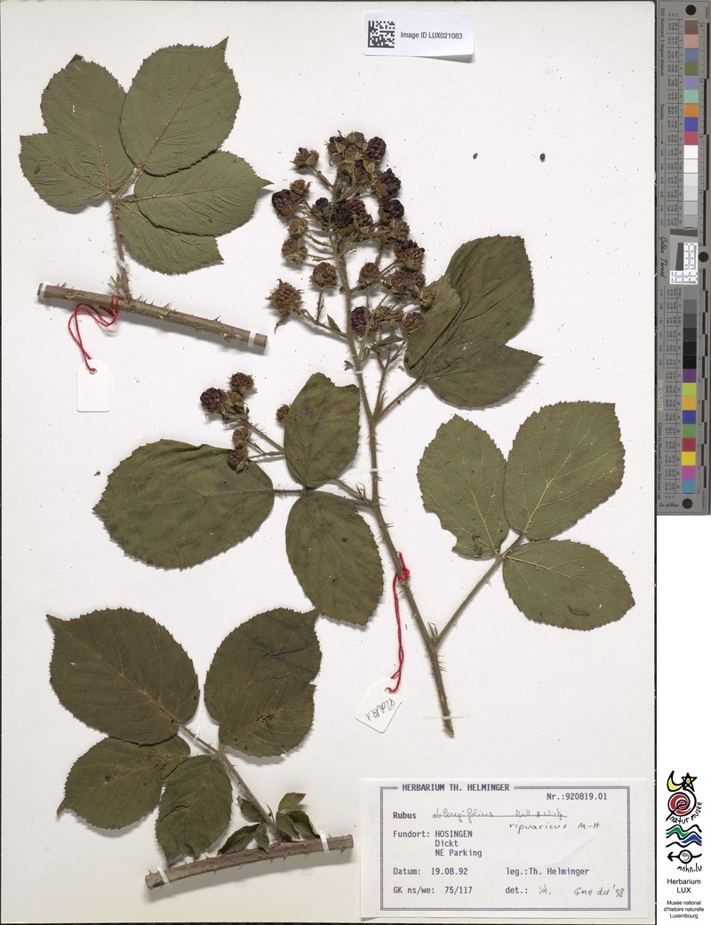 Rubus ripuaricus