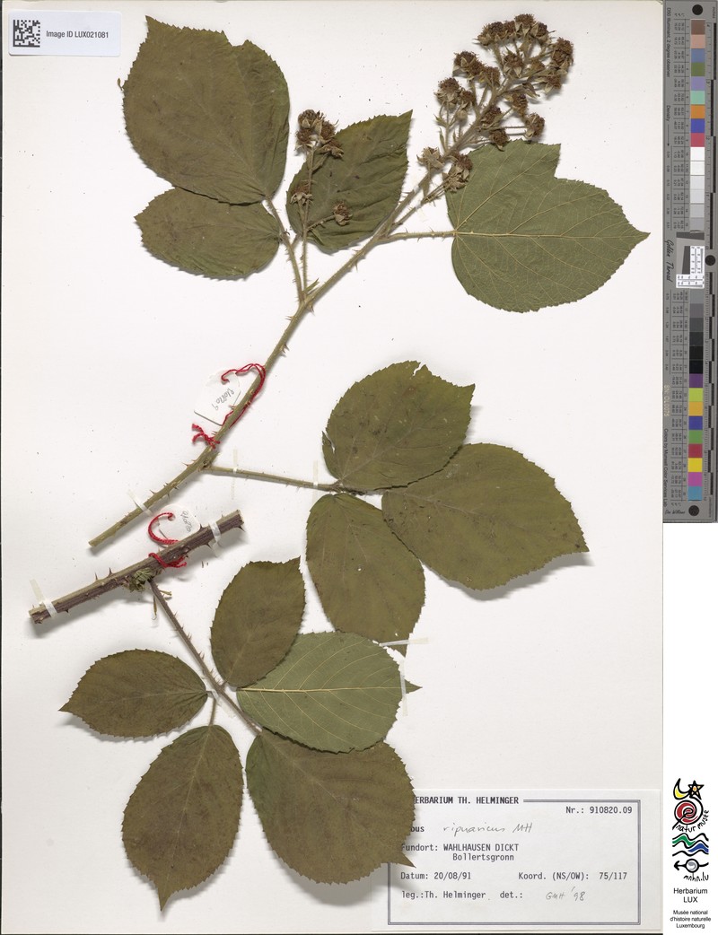Rubus ripuaricus photo 2
