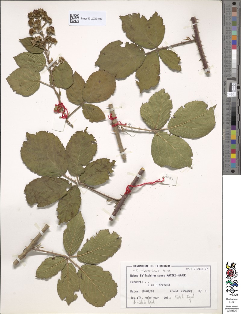 Rubus ripuaricus photo 3