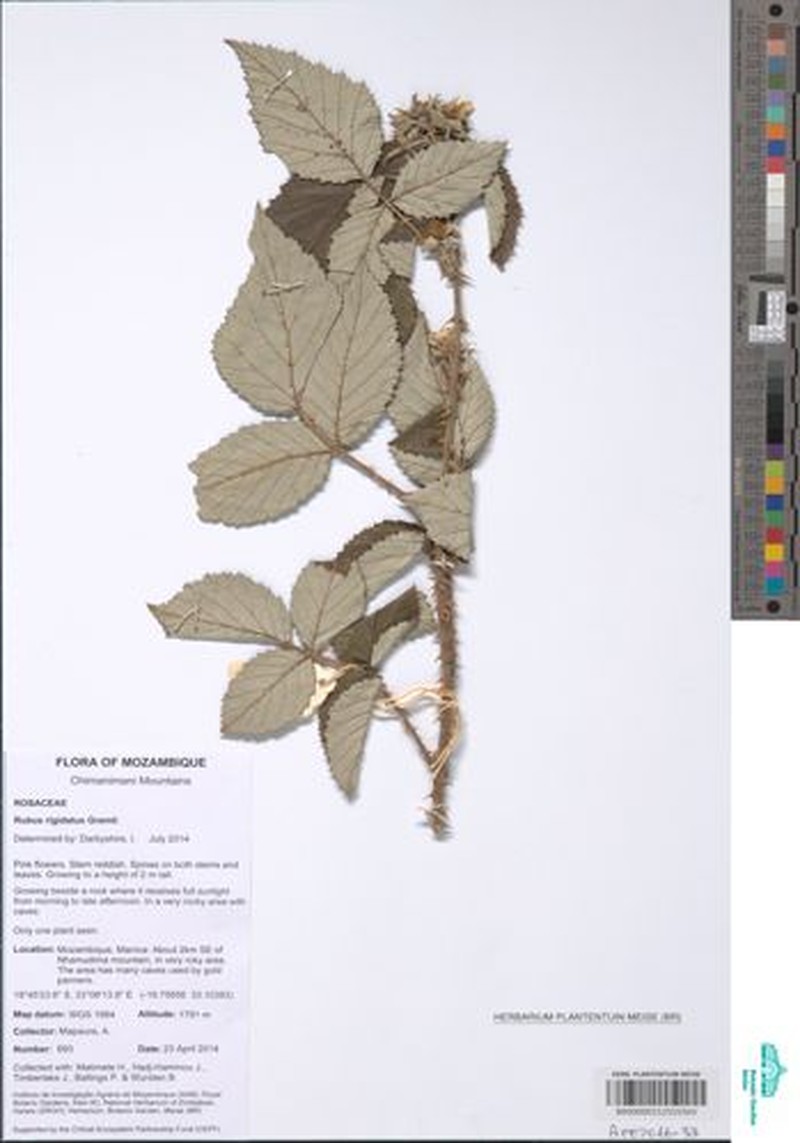 Rubus rivularis