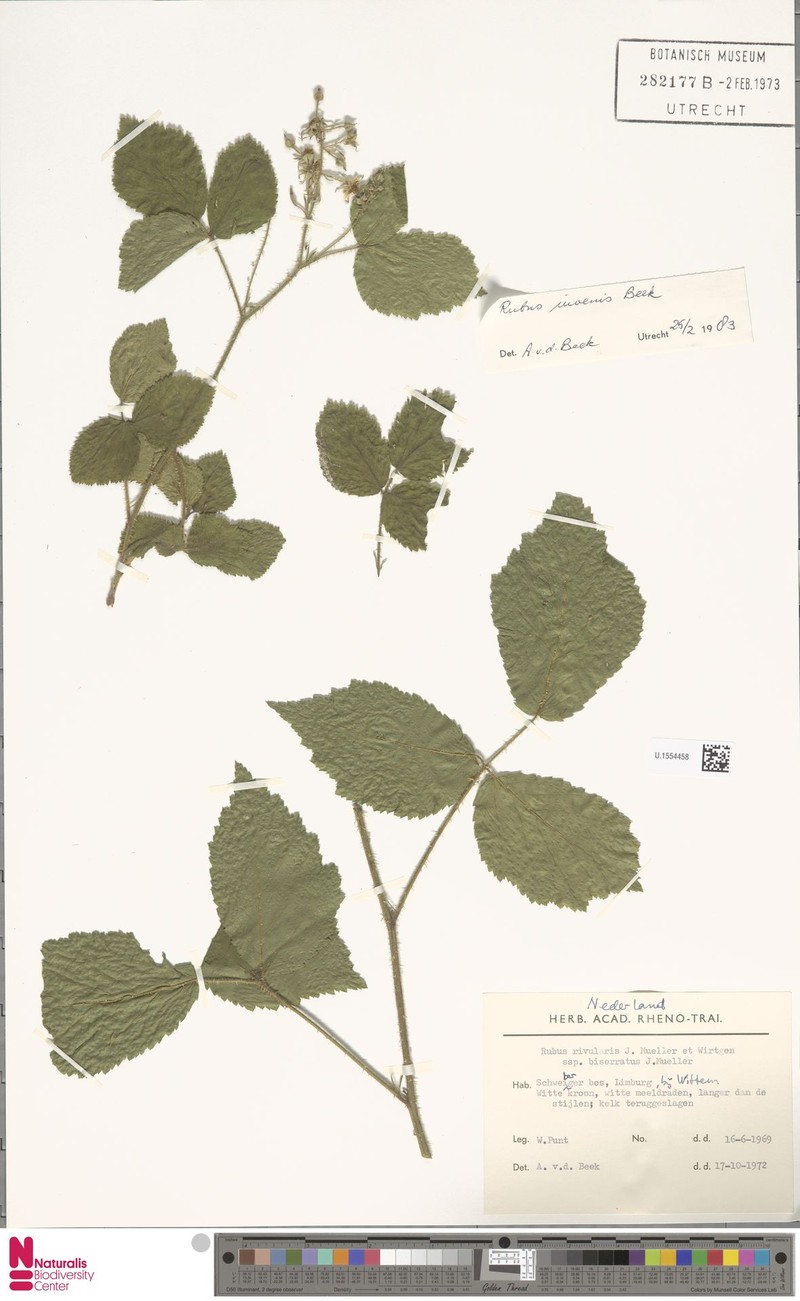 Rubus rivularis photo 2