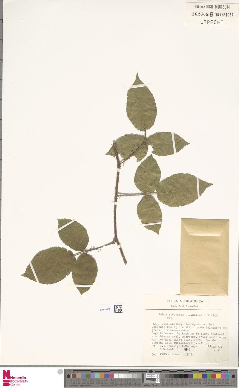 Rubus rivularis photo 3