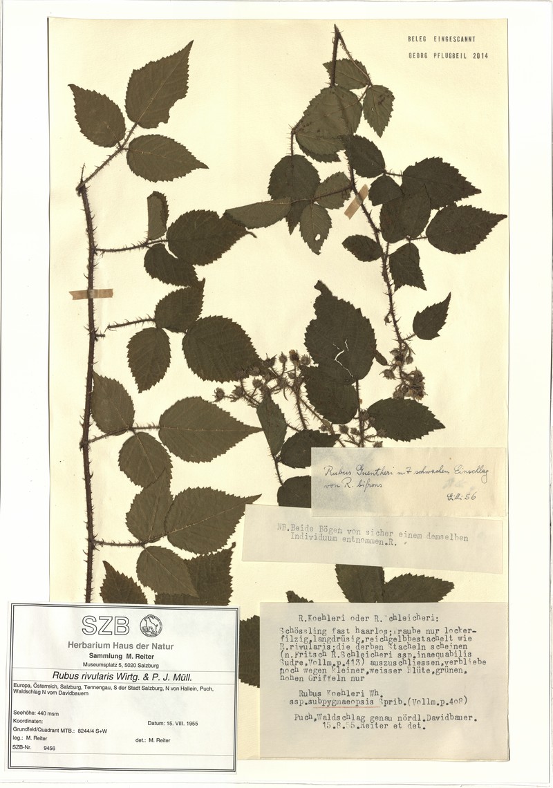 Rubus rivularis photo 4