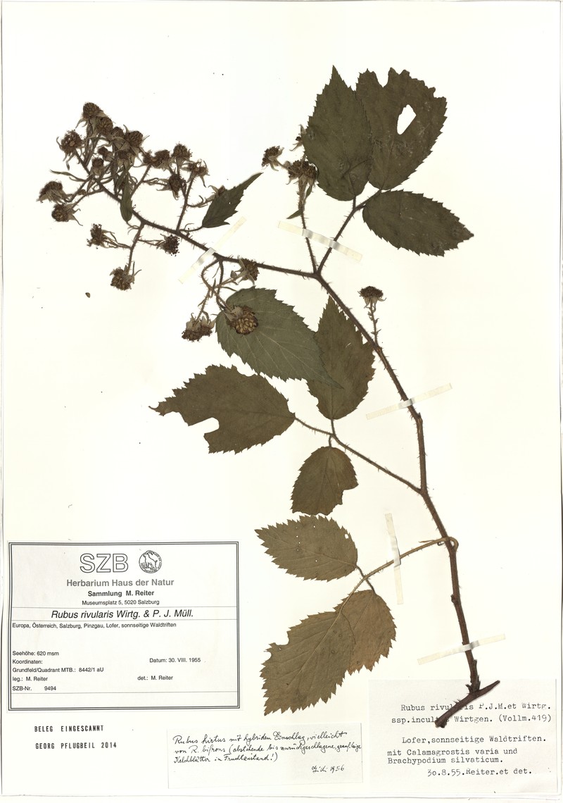 Rubus rivularis photo 5