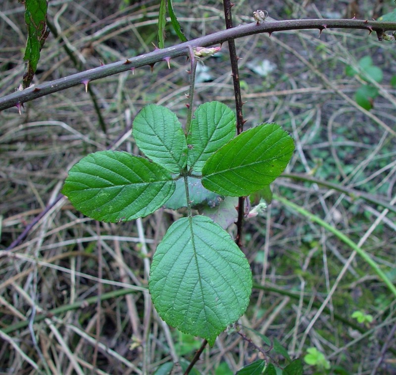 Rubus robiae photo 2