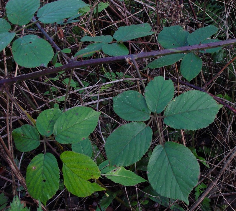 Rubus robiae photo 3