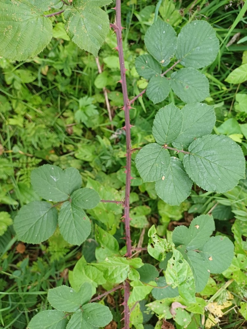 Rubus robiae photo 4