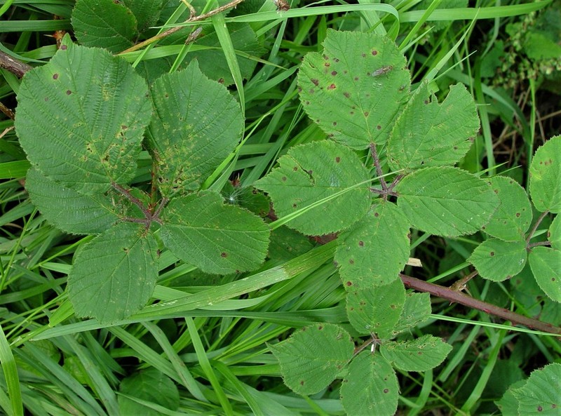 Rubus robiae photo 5