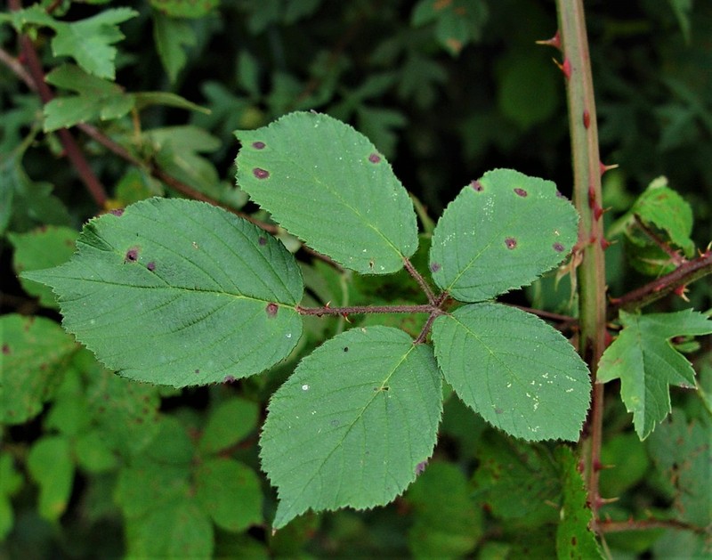Rubus robiae photo 6
