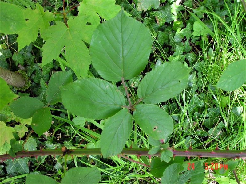 Rubus robiae photo 7