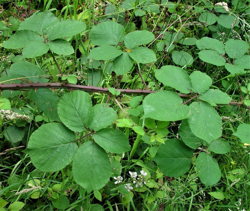 Rubus robiae photo 8