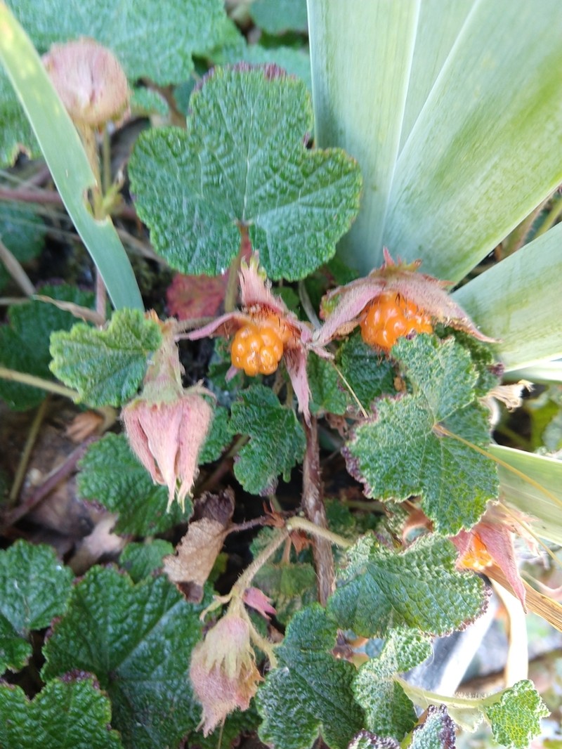 Yü-Shan Raspberry