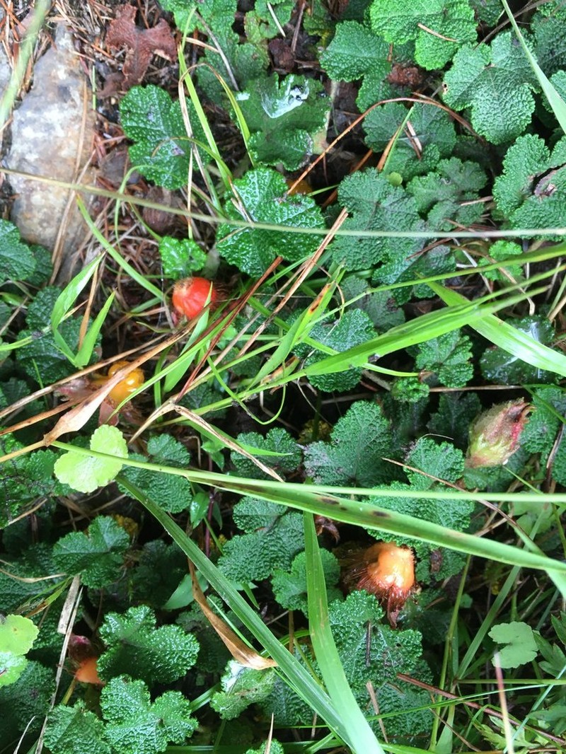 Yü-Shan Raspberry photo 2