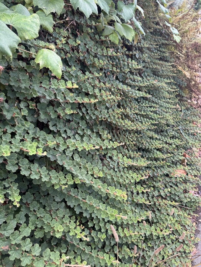 Yü-Shan Raspberry photo 3
