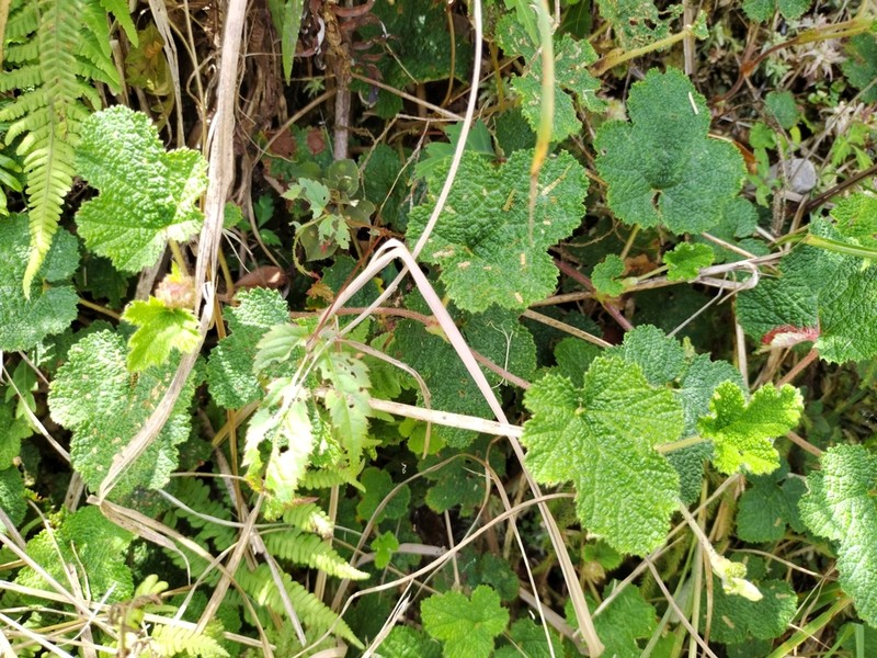 Yü-Shan Raspberry photo 4