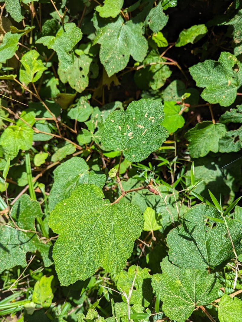 Yü-Shan Raspberry photo 5
