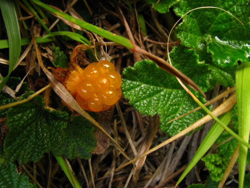 Yü-Shan Raspberry photo 6