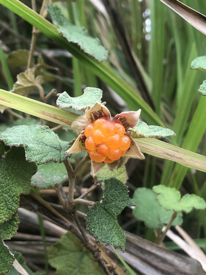 Yü-Shan Raspberry photo 7