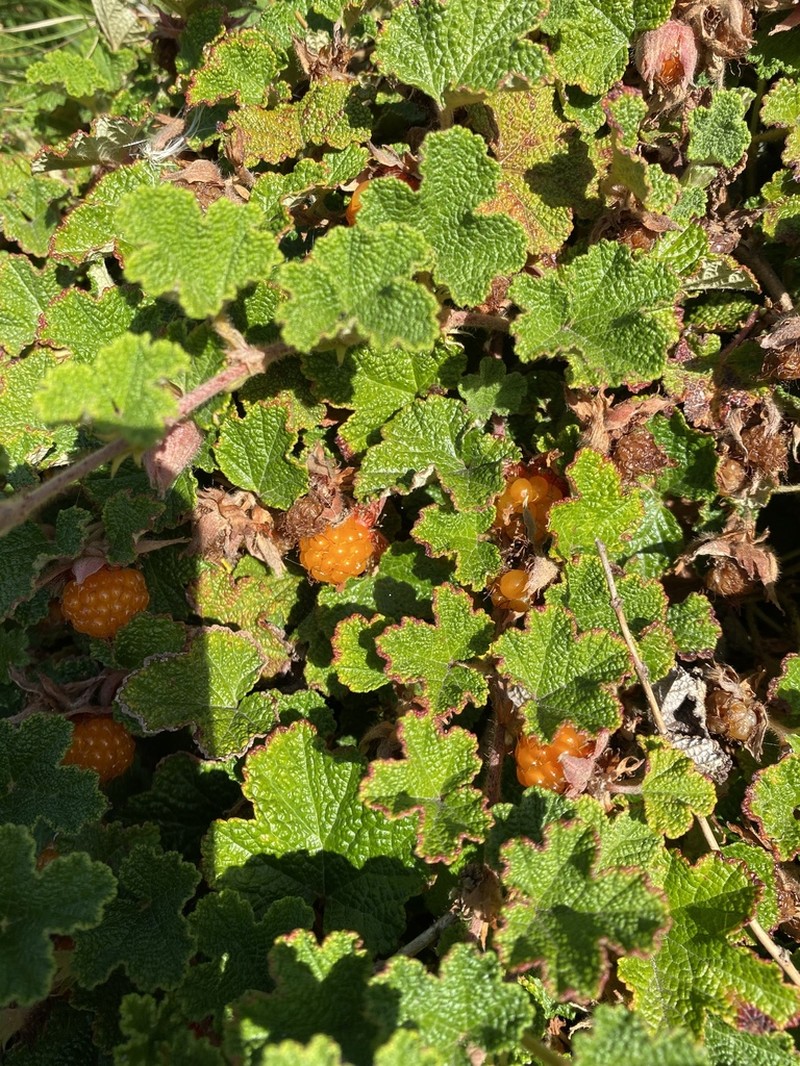 Yü-Shan Raspberry photo 8