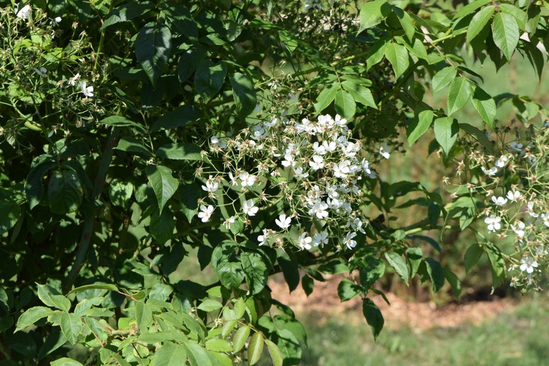 Rose Blackberry