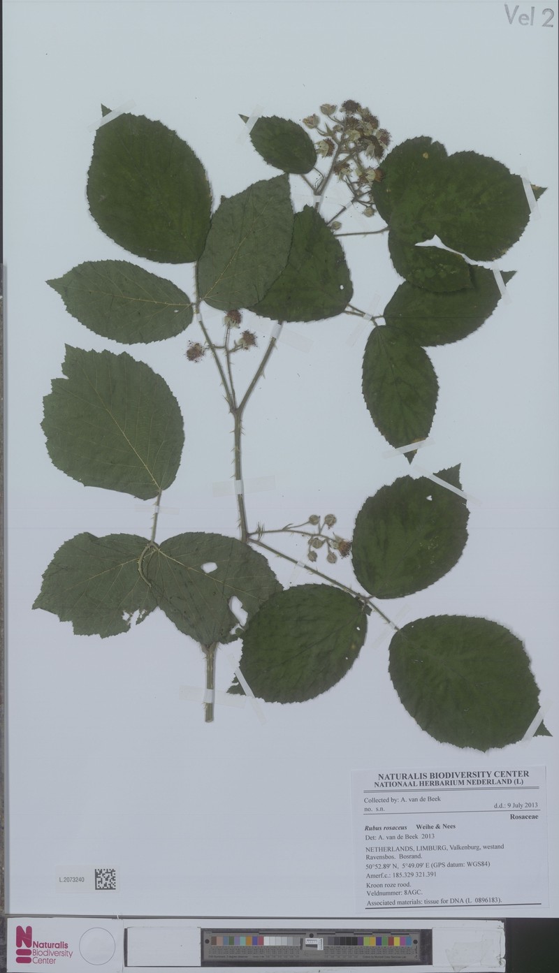Rubus rosaceus