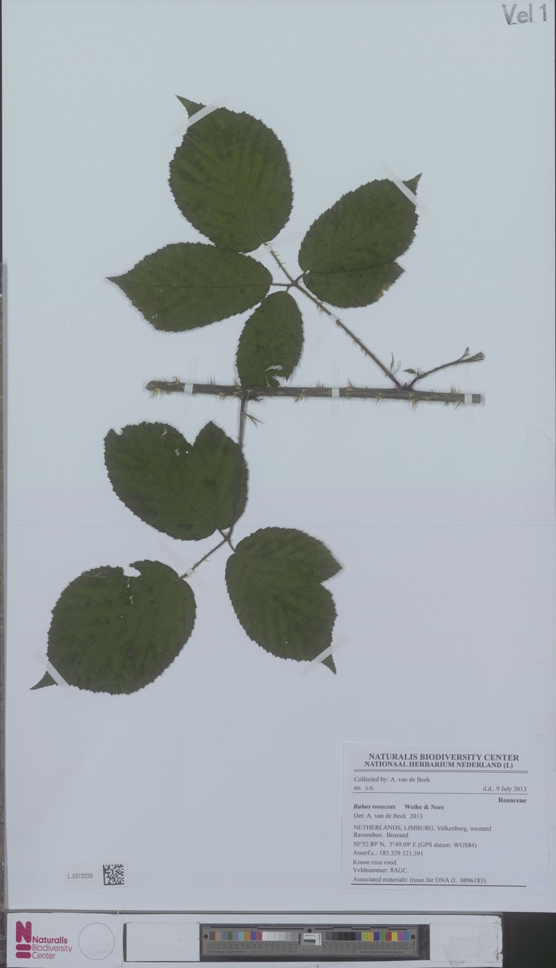 Rubus rosaceus photo 2