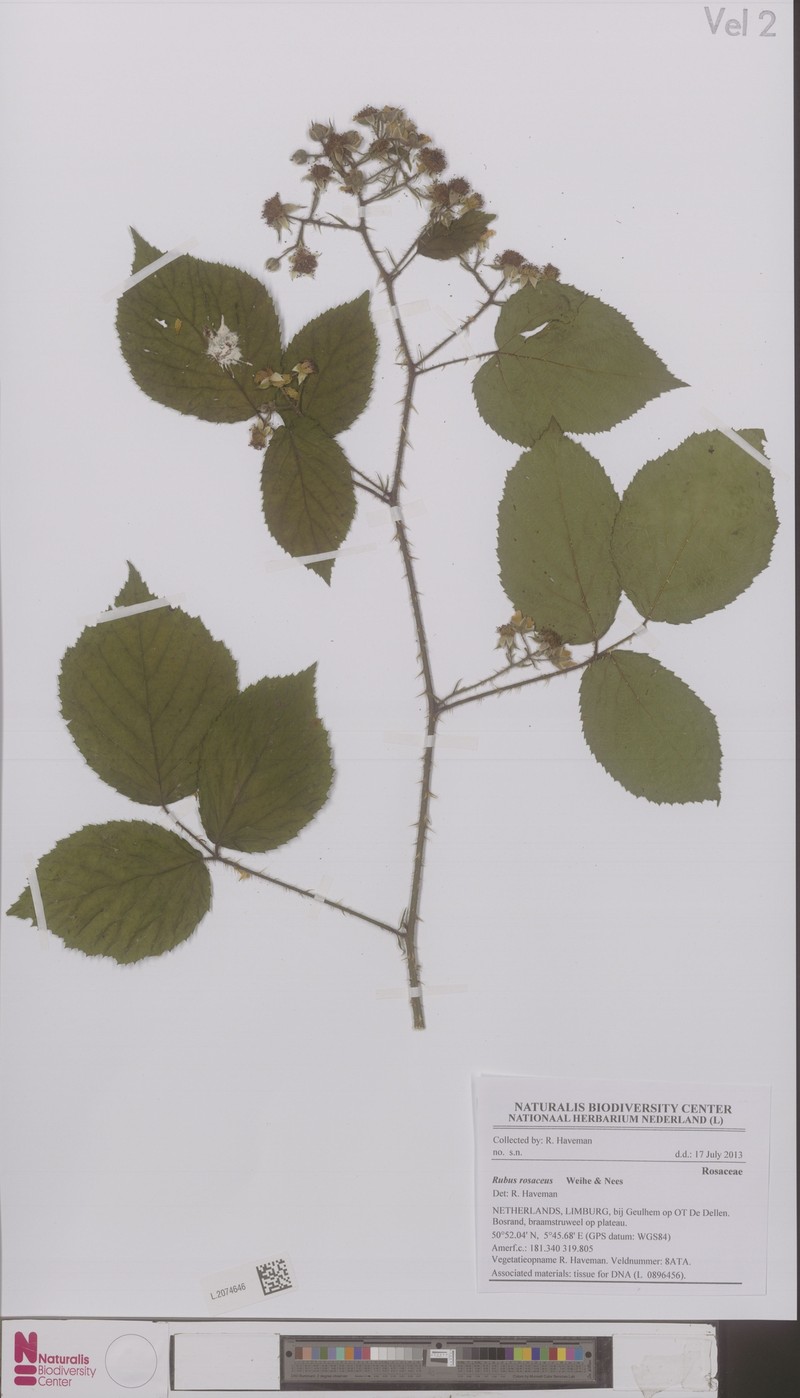Rubus rosaceus photo 3