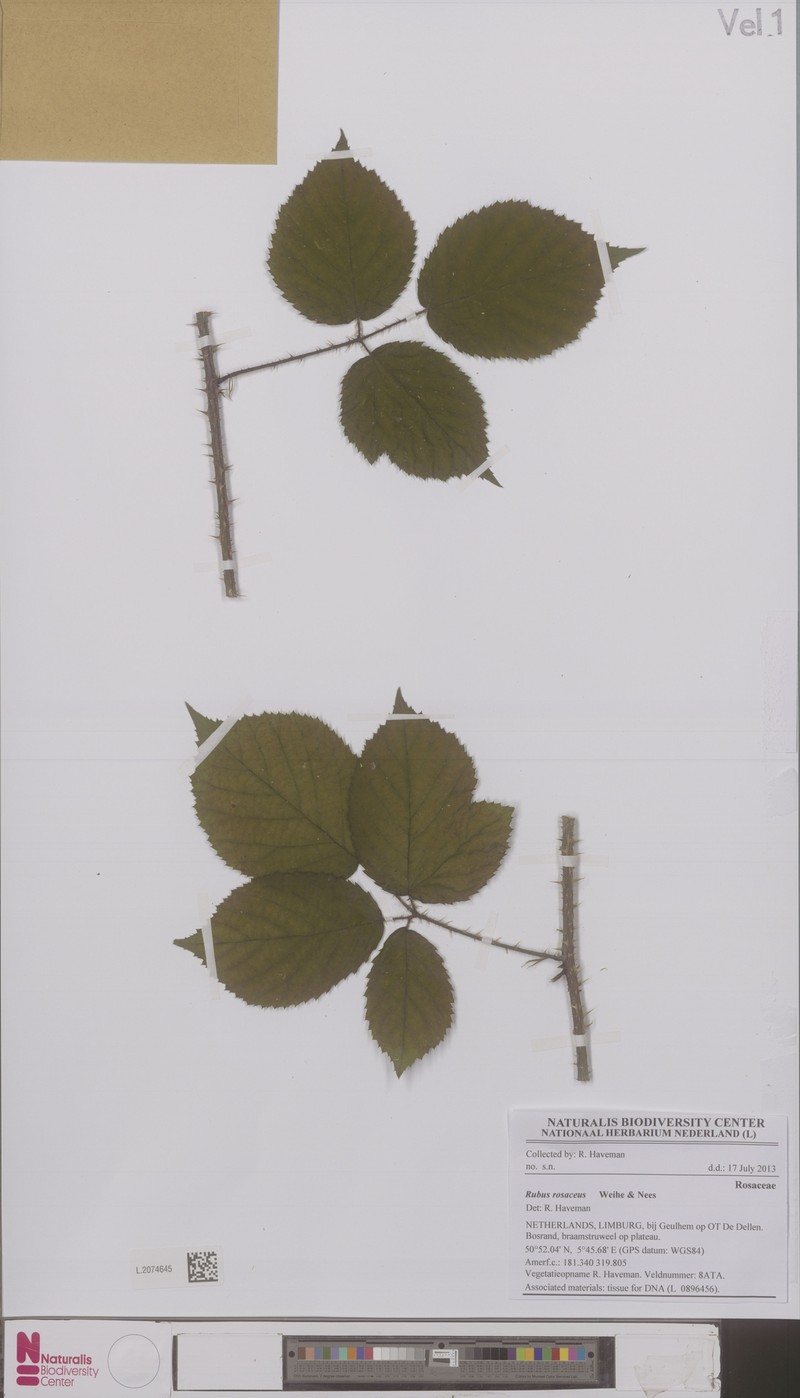 Rubus rosaceus photo 4