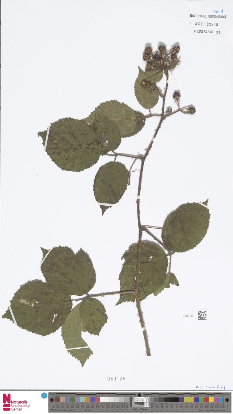 Rubus rosaceus photo 5