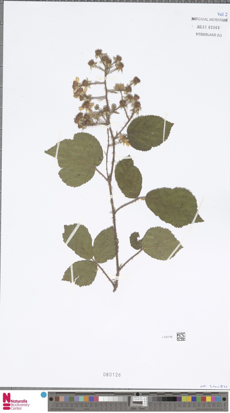 Rubus rosaceus photo 6