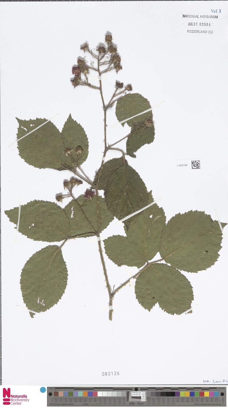 Rubus rosaceus photo 7
