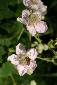 Rubus rosanthus