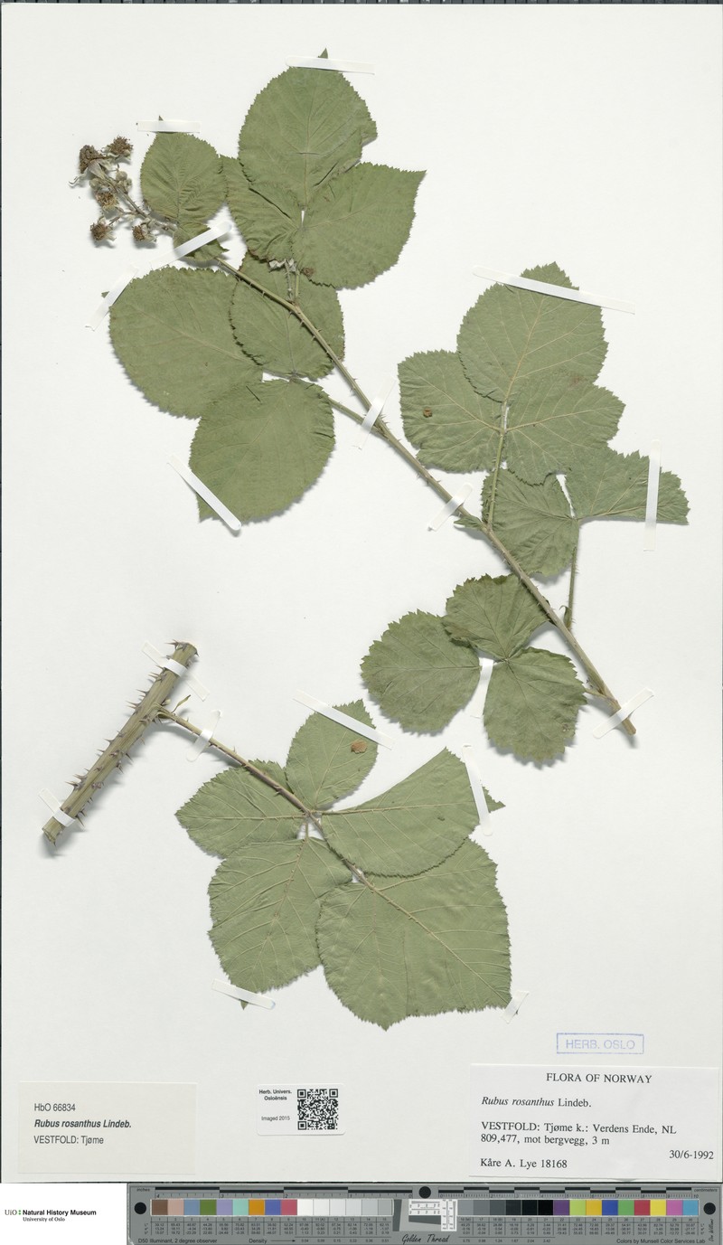 Rubus rosanthus photo 2