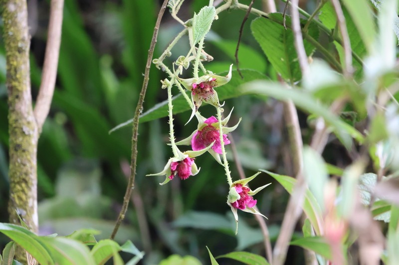 Rubus roseus photo 2