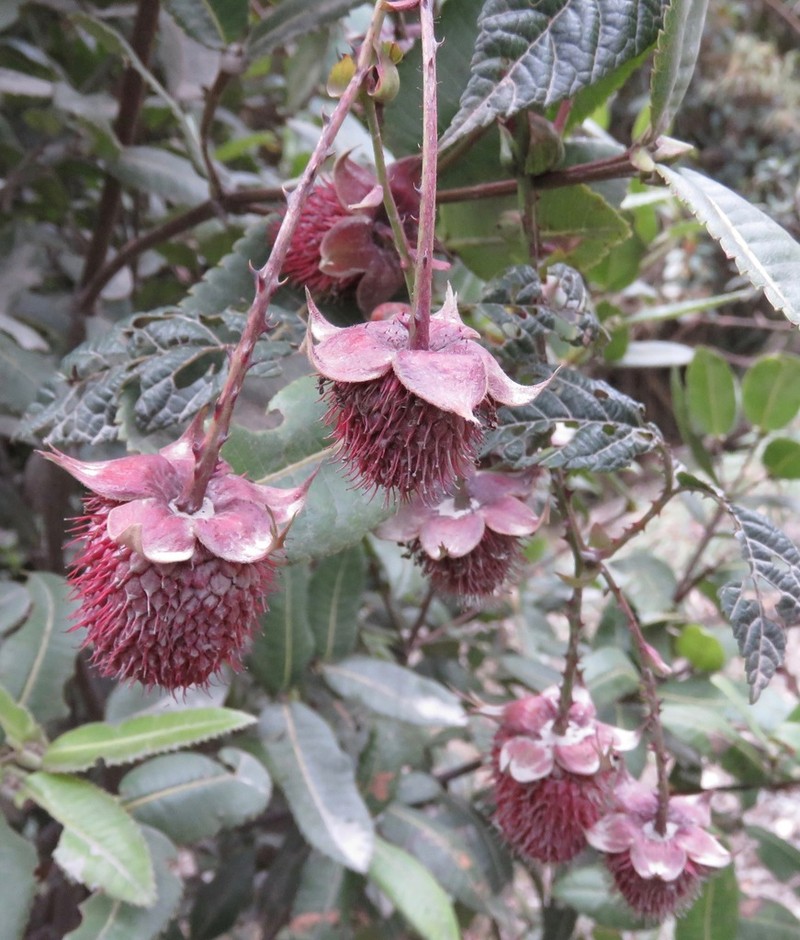 Rubus roseus photo 3