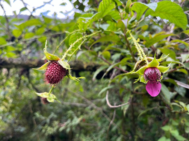 Rubus roseus photo 4