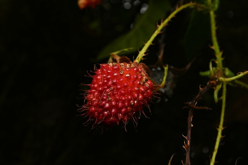 Rubus roseus photo 5