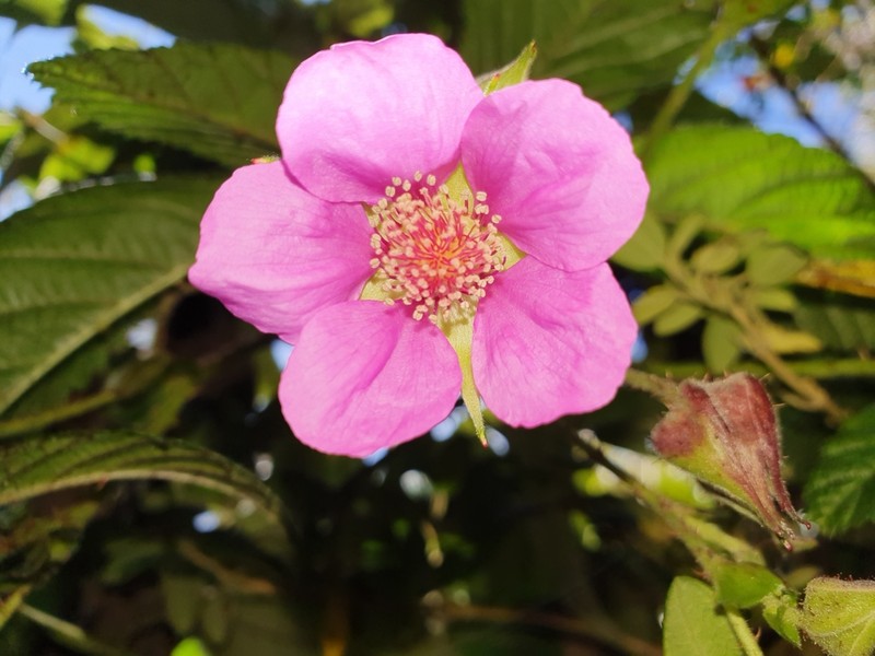 Rubus roseus photo 6