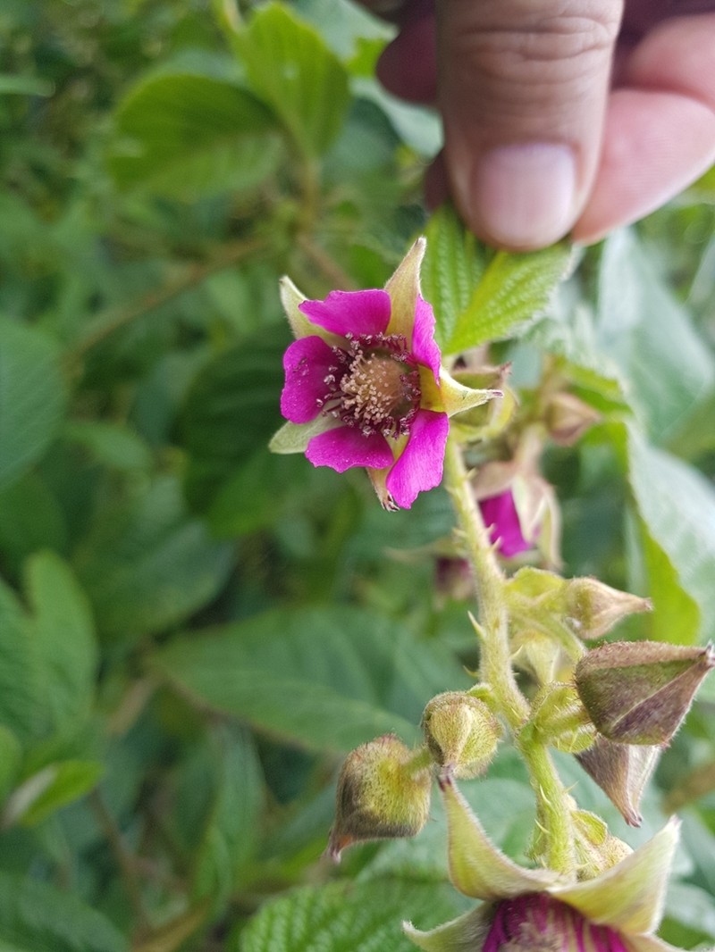 Rubus roseus photo 7