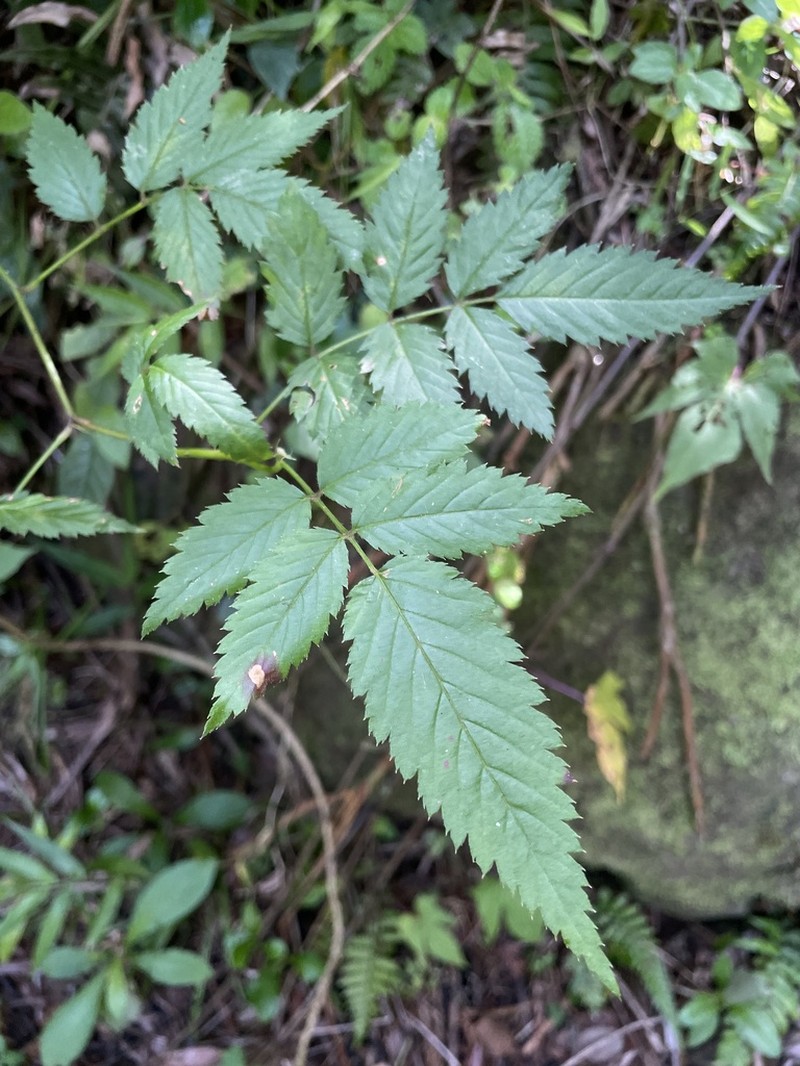 West Indian Raspberry photo 3