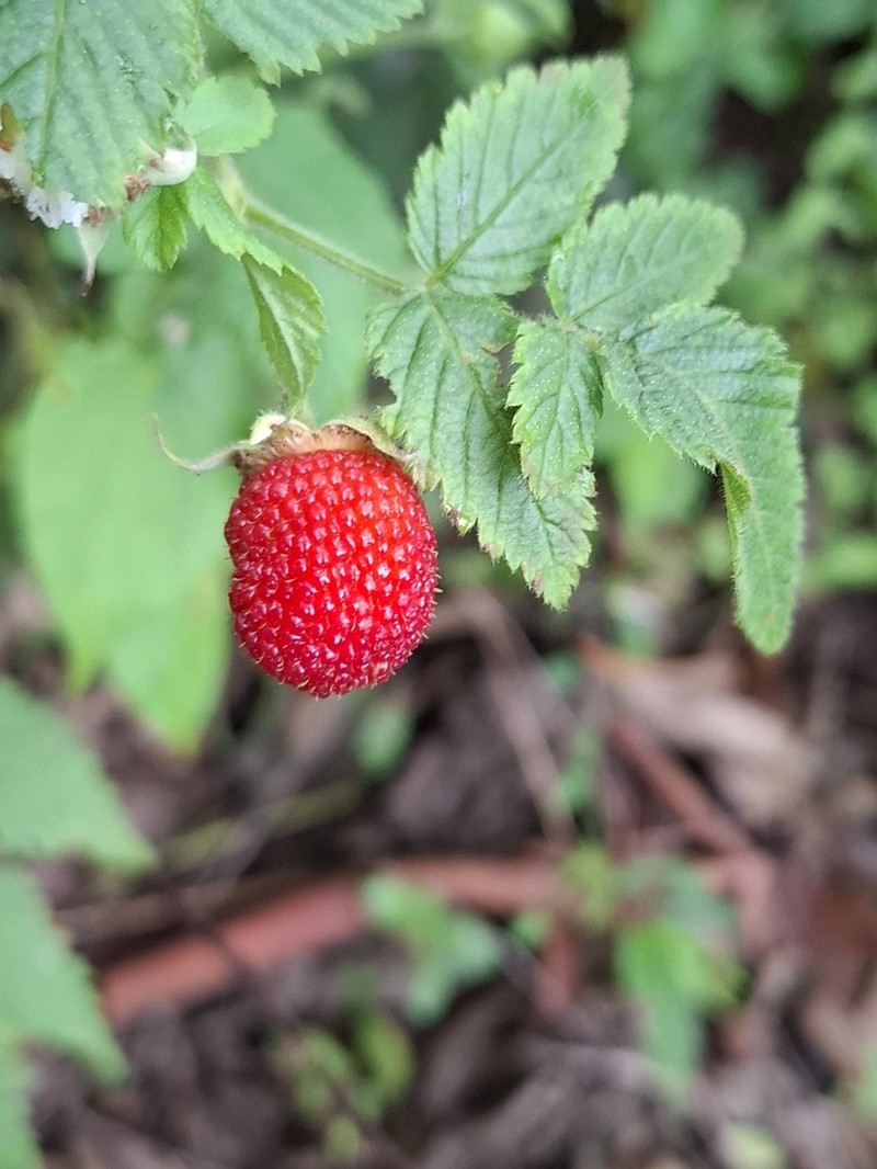 West Indian Raspberry photo 4