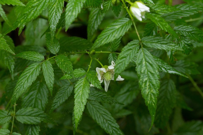 West Indian Raspberry photo 5