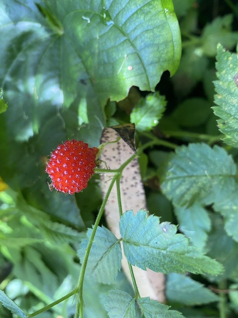 West Indian Raspberry photo 6