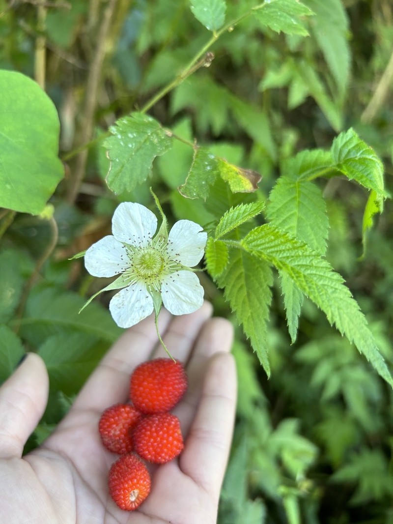 West Indian Raspberry photo 7