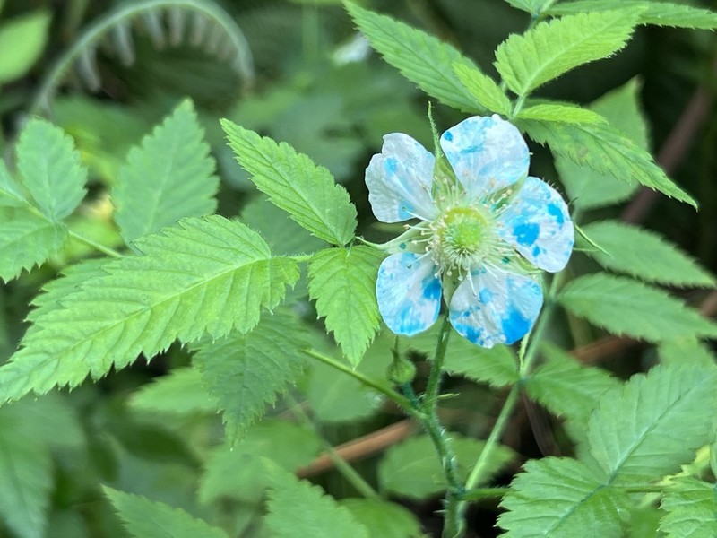 West Indian Raspberry photo 8