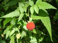 West Indian Raspberry