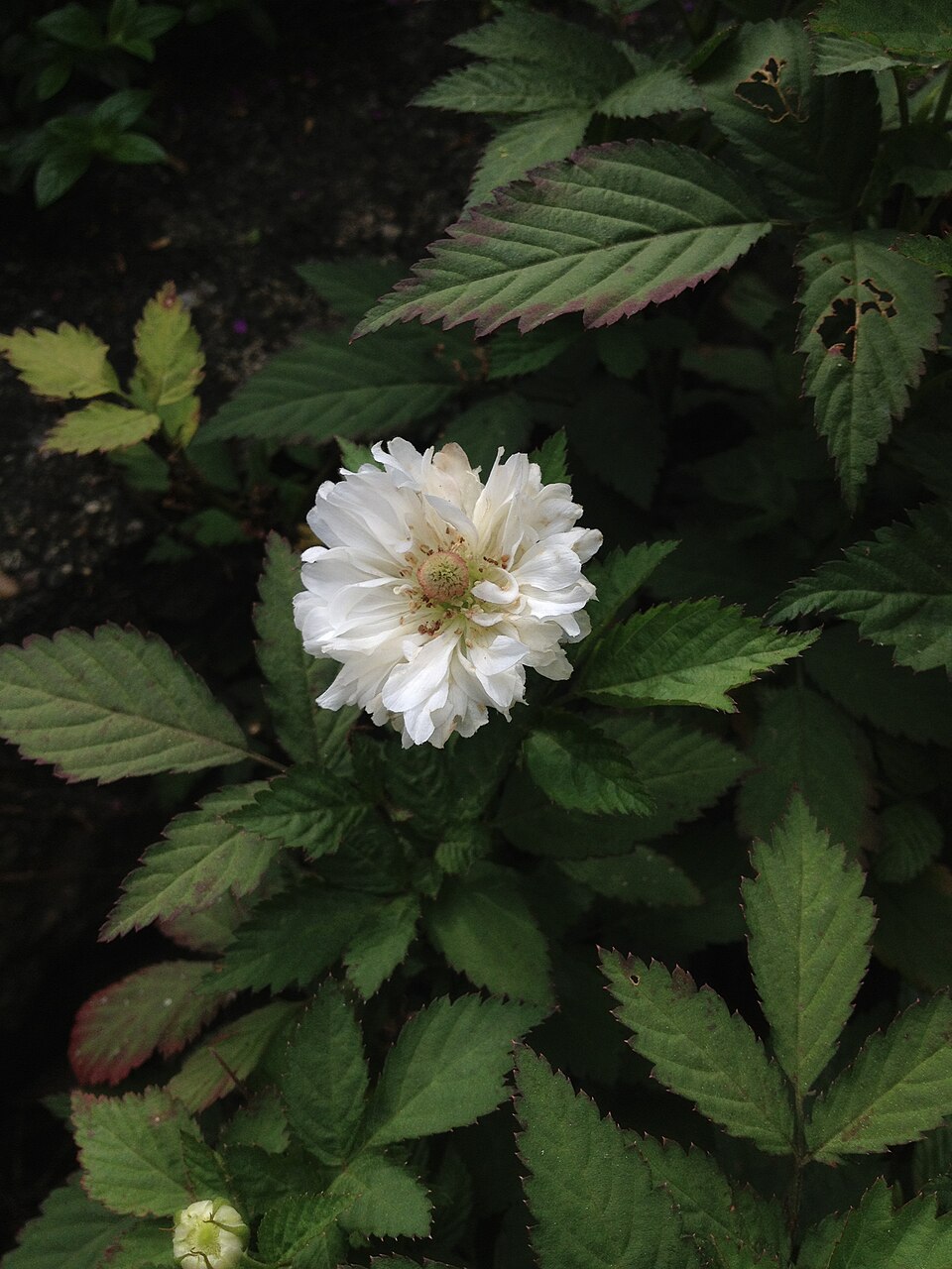 West Indian Raspberry photo 4