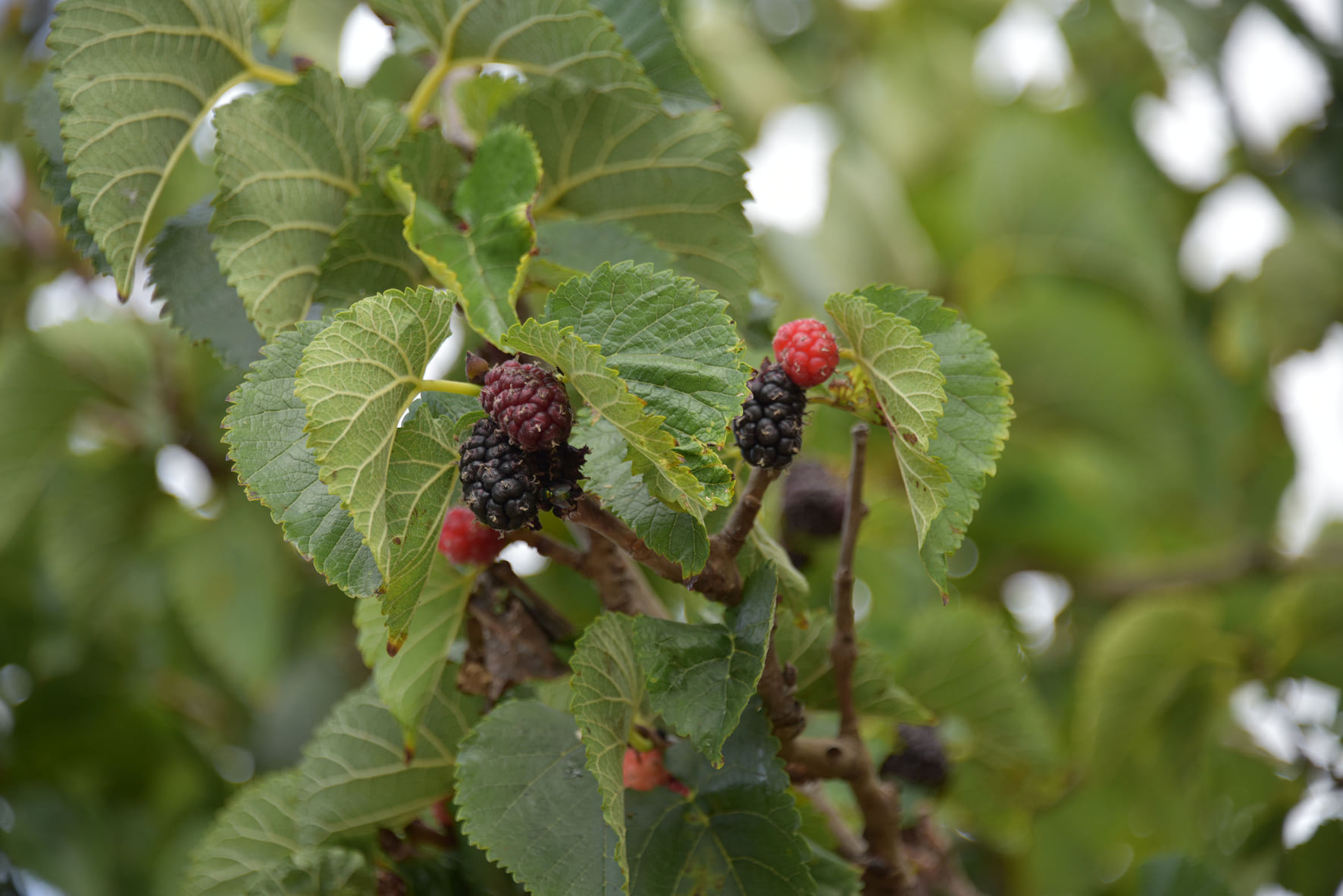 West Indian Raspberry photo 5