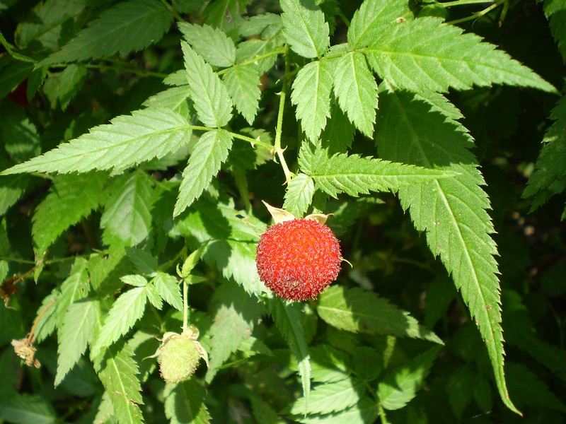 West Indian Raspberry
